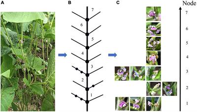 Exploring Soybean Flower and Pod Variation Patterns During Reproductive Period Based on Fusion Deep Learning